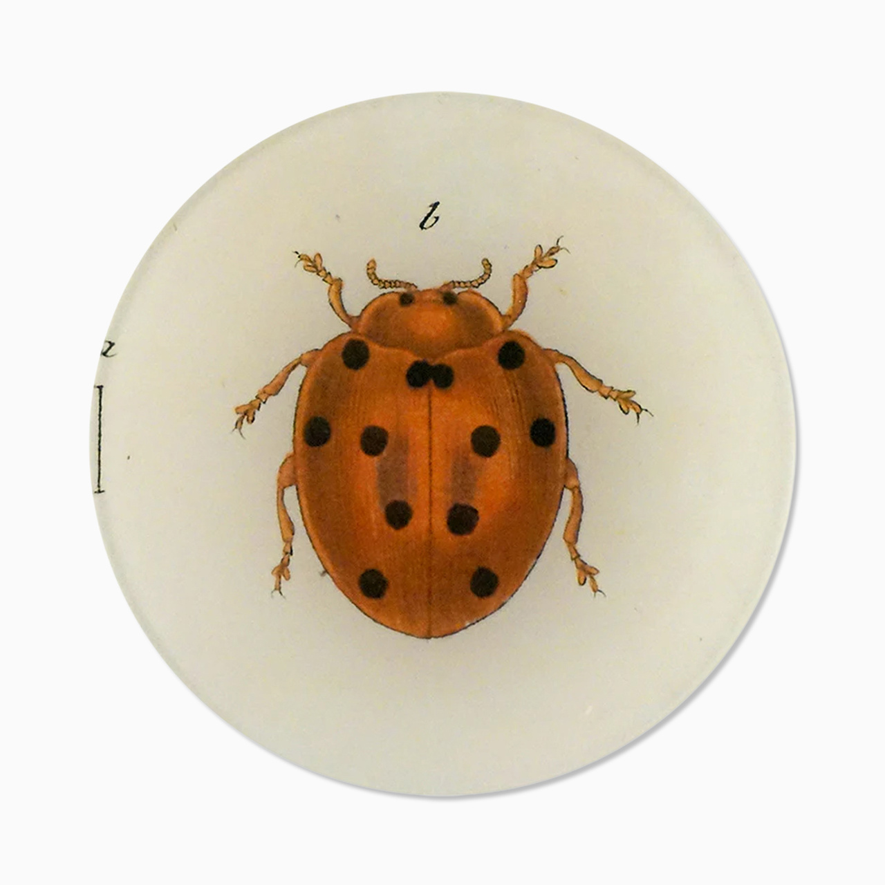 Fat Lady Bug 13 cm