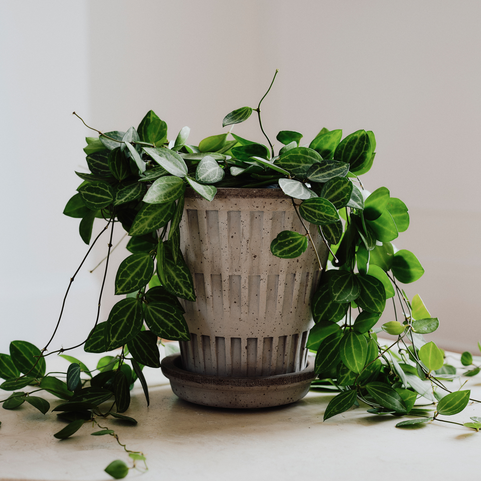 Kruka Pantheon Ø25 cm grå med fat