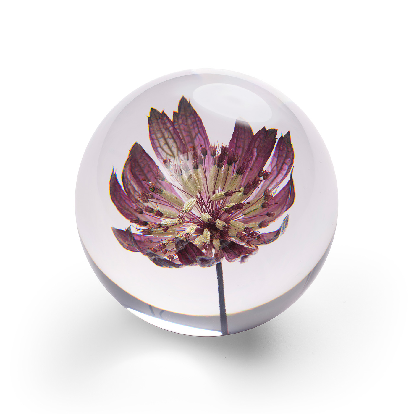 Brevpress Blume