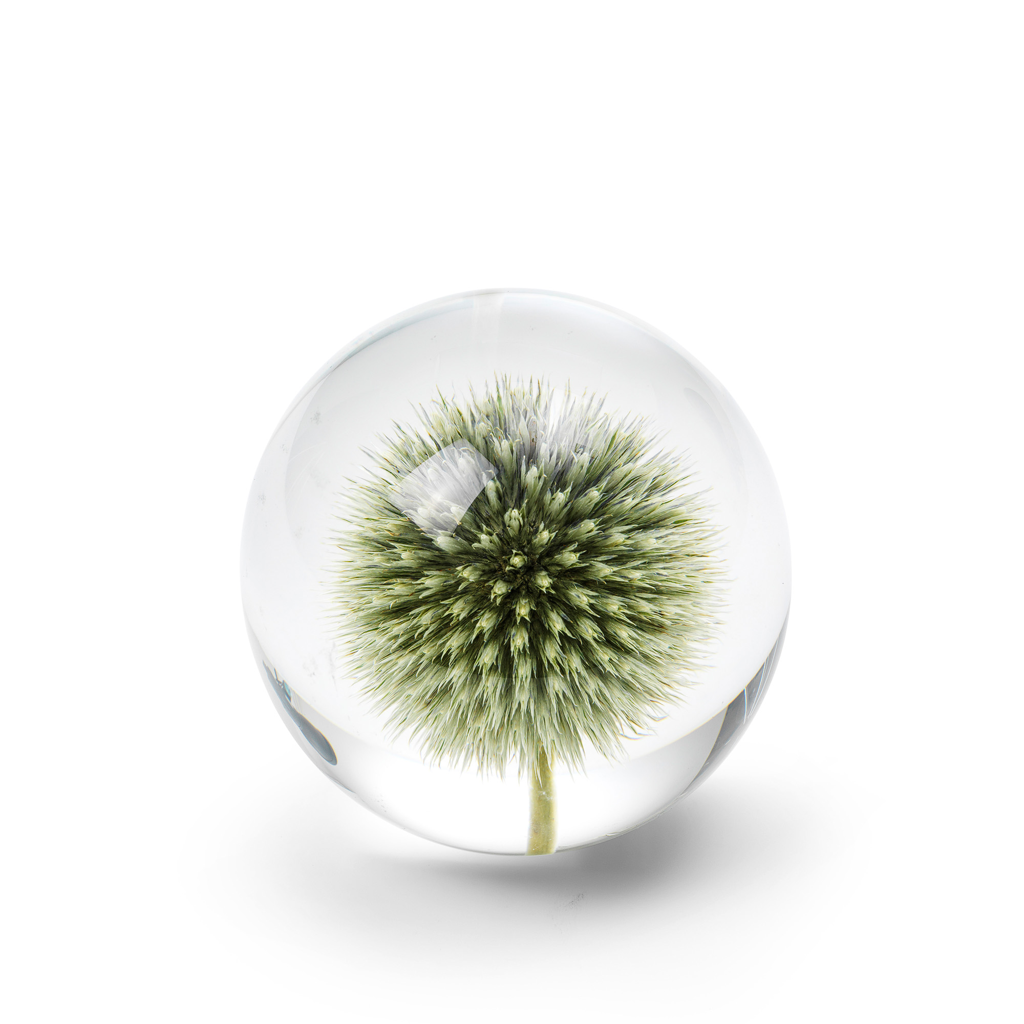 Brevpress Thistle