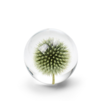 Brevpress Thistle