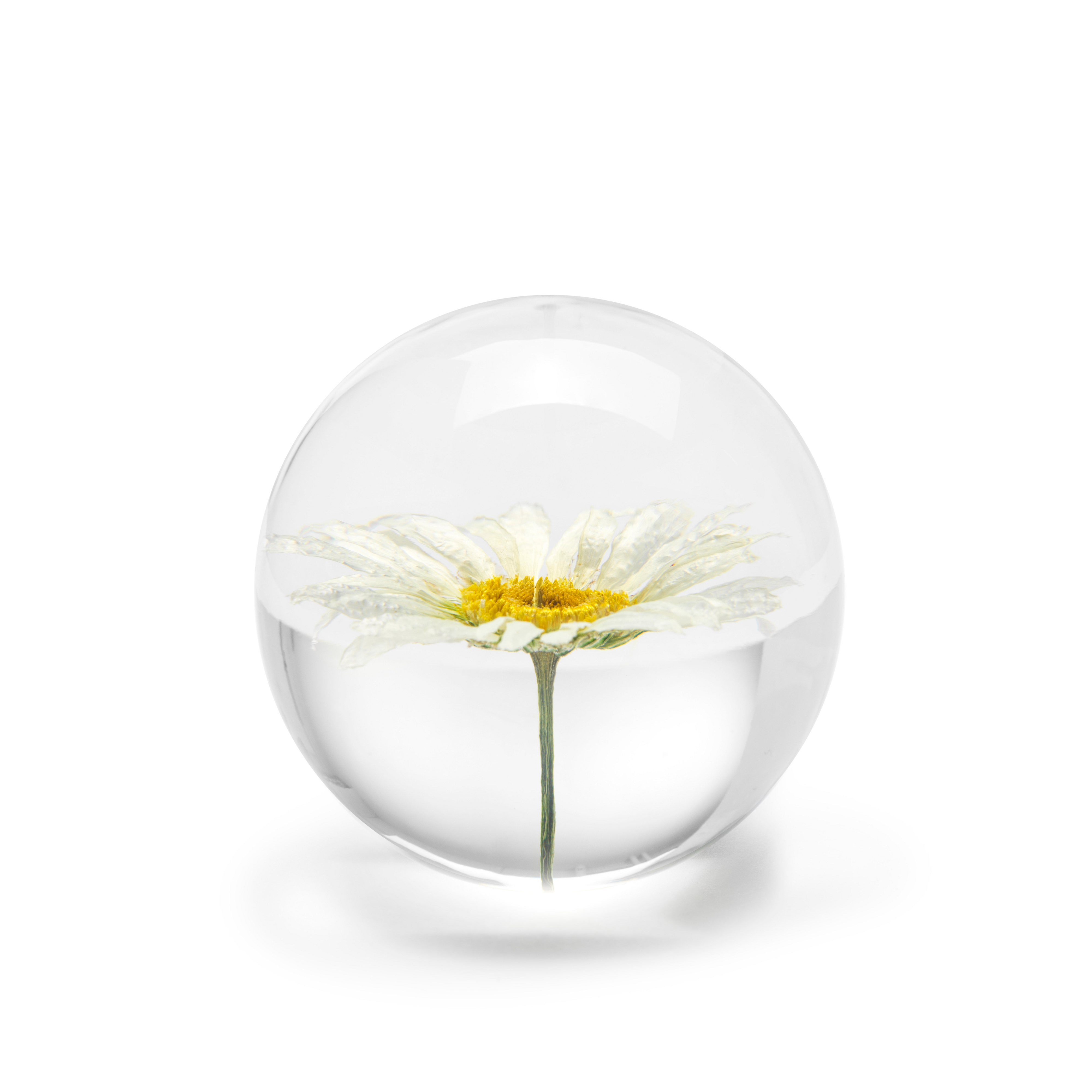 Brevpress Daisy