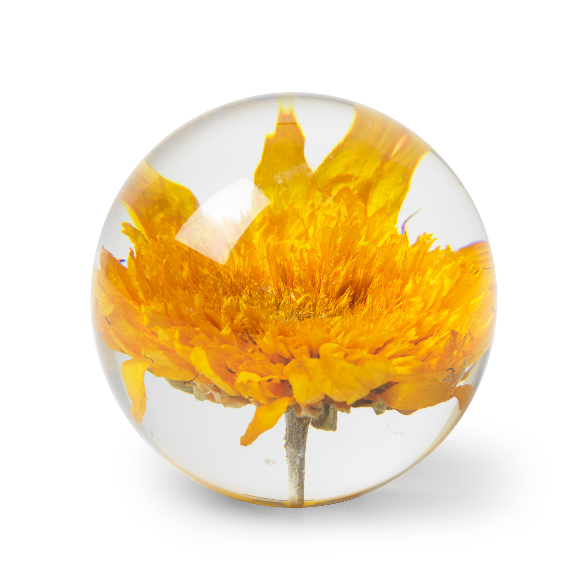 Brevpress Sunflower