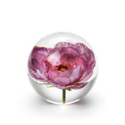 Brevpress Peony Rose