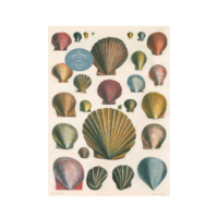 Pussel Shells - John Derian