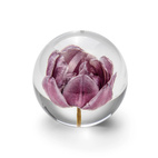 Brevtyngd tulpan lila