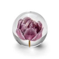 Brevtyngd tulpan lila