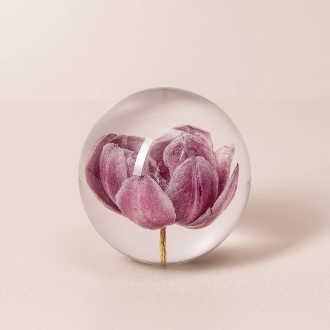 Brevtyngd tulpan lila