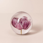 Brevtyngd tulpan lila