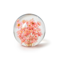 Brevtyngd rhodanthe rosa