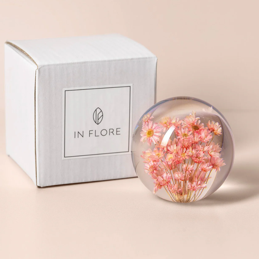 Brevtyngd rhodanthe rosa