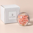 Brevtyngd rhodanthe rosa