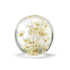 Brevtyngd rhodanthe vit