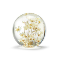 Brevtyngd rhodanthe vit