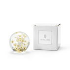 Brevtyngd rhodanthe vit