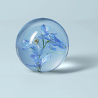 Brevtyngd riddarsporre blå