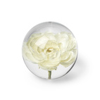 Brevtyngd ranukel vit