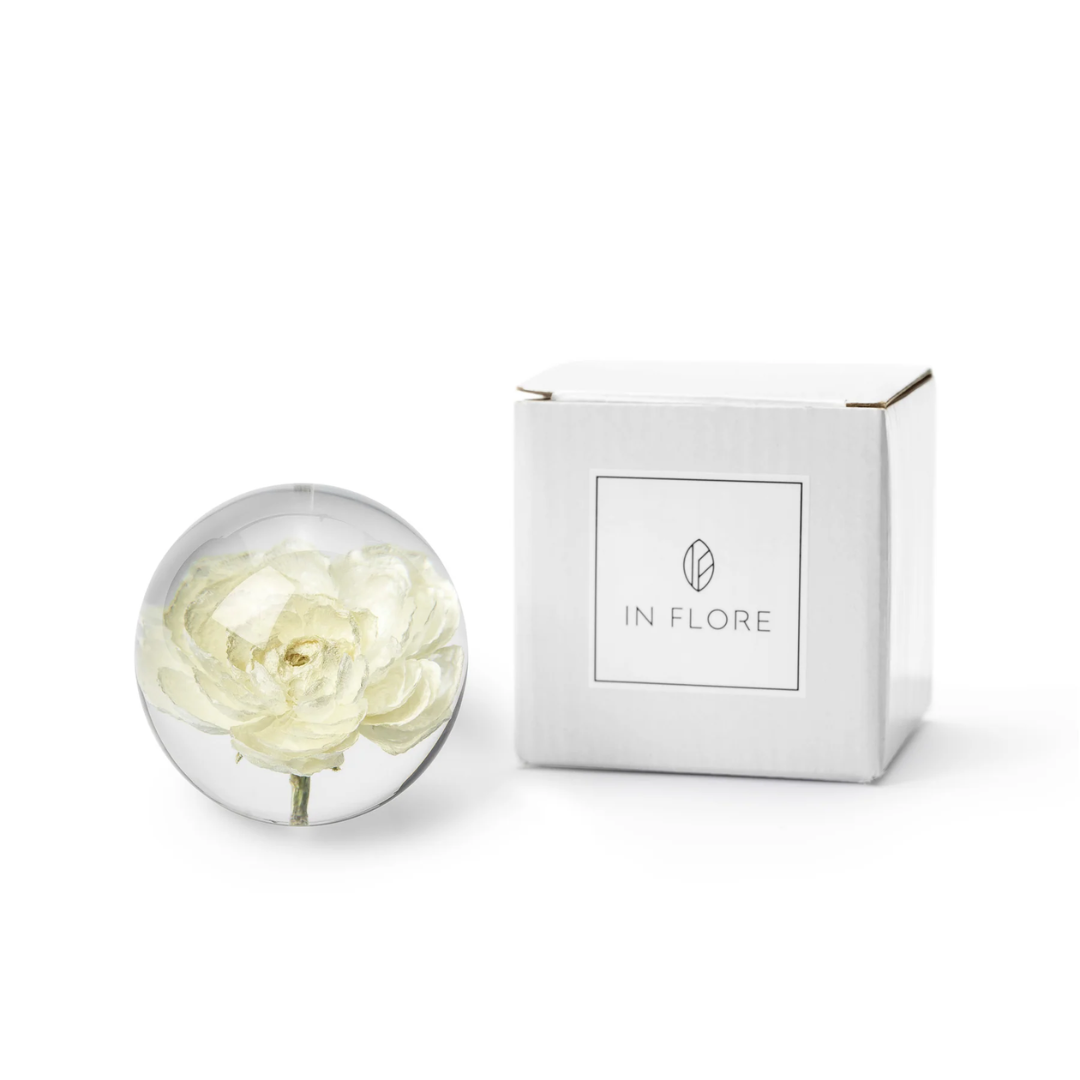 Brevtyngd ranukel vit