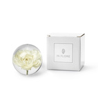 Brevtyngd ranukel vit